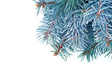 Image showing Blue Spruce Branch