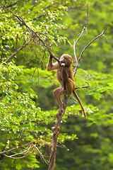 Image showing Baboon climbing