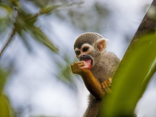 Image showing Squirrel Monkey