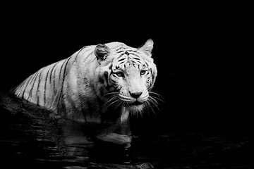 Image showing White Tiger