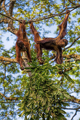 Image showing Borneo Orangutan