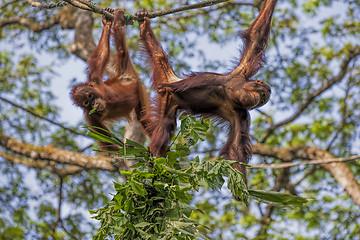 Image showing Borneo Orangutan