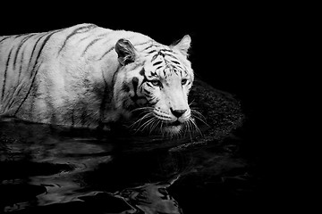 Image showing White Tiger