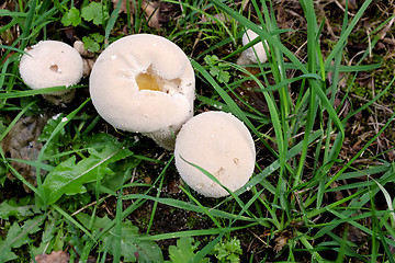 Image showing Puffball mushrooms growing in the grass