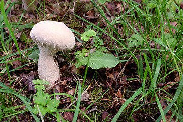 Image showing Puffball mushroom among fall leaves and grass