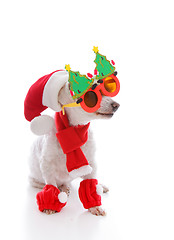 Image showing Happy dog at Christmas wearing comical glasses santa hat and cos