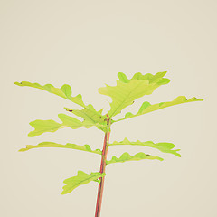 Image showing Retro look Oak tree