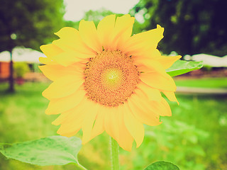 Image showing Retro look Sunflower flower