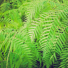 Image showing Retro look Ferns picture