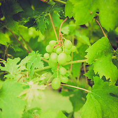 Image showing Retro look Grape picture