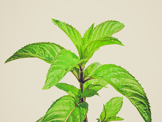 Image showing Retro look Peppermint