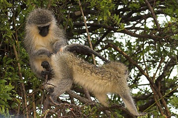 Image showing Ass Grooming