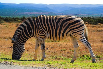 Image showing Zebra