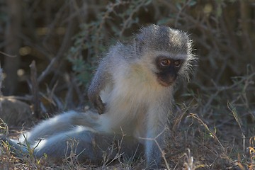 Image showing Vervet Monkey