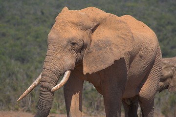 Image showing Skew tusk