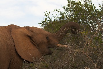 Image showing feeding elephant