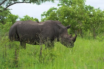 Image showing Rhino