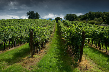 Image showing A vineyard.