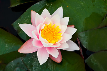 Image showing Blooming water lily.