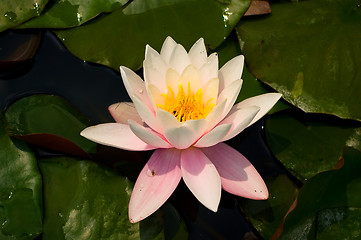 Image showing Blooming water lily.