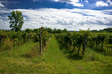 Image showing A vineyard.