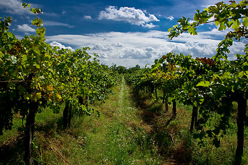 Image showing A vineyard.