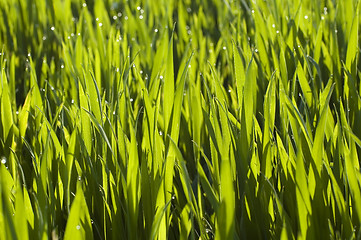 Image showing grass