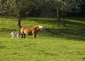 Image showing horse