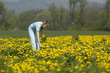 Image showing flowers