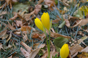 Image showing Autumn moods