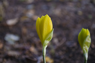 Image showing Born from the autumn