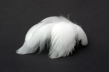 Image showing Swan feathers