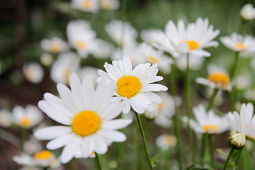 Image showing flower-bed of white beautiful chamomiles