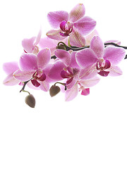 Image showing Purple orchid