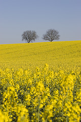 Image showing Two trees and rapeseed