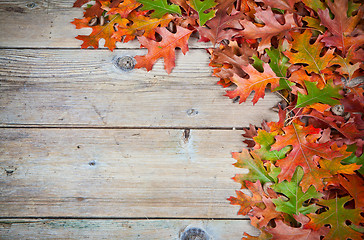 Image showing Oak leaves