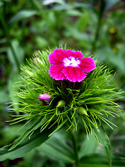 Image showing The flower of red dianthus barbatus