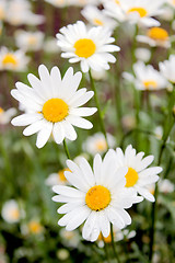 Image showing flower-bed of white beautiful chamomiles