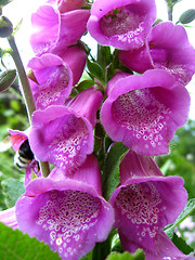 Image showing beautiful flowers of lilac bluebell