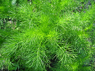 Image showing Fennel growing on a bed