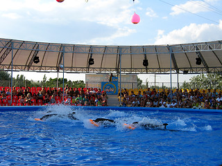 Image showing Show with dolphins in delphinariums