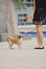 Image showing happy young woman with puppy have fun