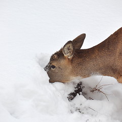 Image showing Roe deer