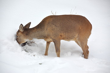 Image showing Roe deer in winter