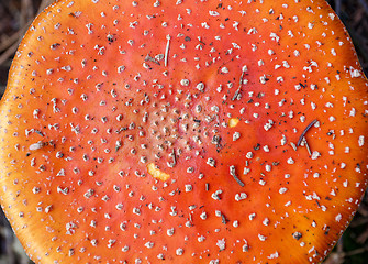 Image showing mushroom commonly known as the fly agaric or fly amanita