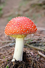 Image showing mushroom commonly known as the fly agaric or fly amanita