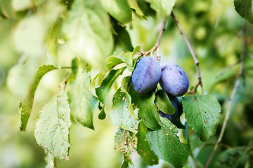 Image showing blue ripe plum in home orchard