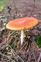 Image showing mushroom commonly known as the fly agaric or fly amanita