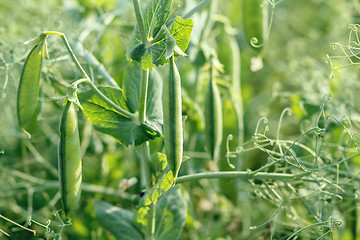 Image showing pea field with pods 