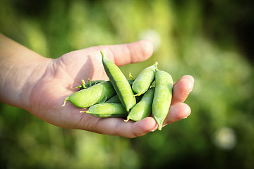 Image showing teenager man hand holding peas